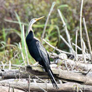 Image of Oriental Darter