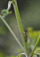 Image of Agapanthia (Epoptes) villosoviridescens (Degeer 1775)