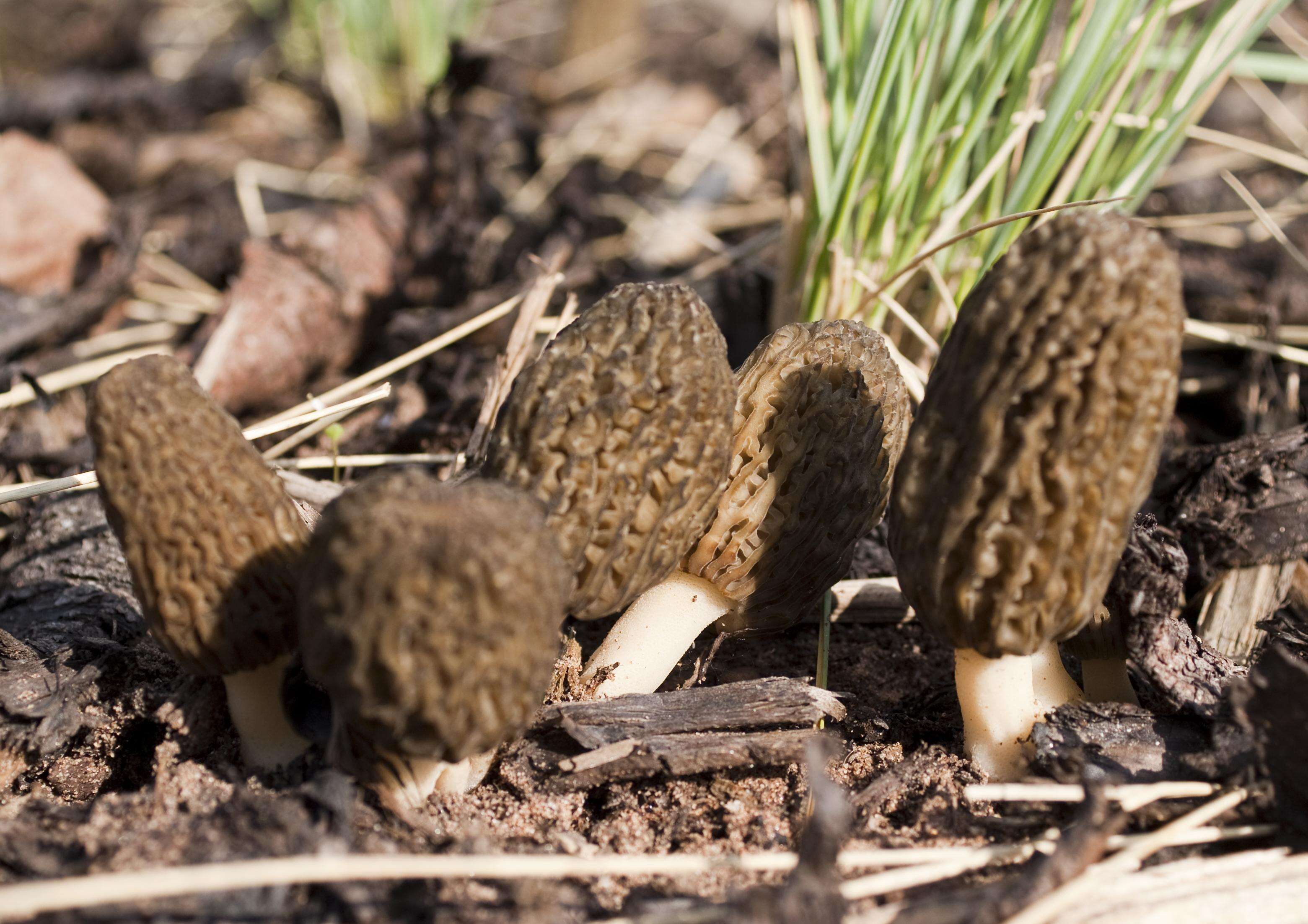 Image of Morchella importuna M. Kuo, O'Donnell & T. J. Volk 2012