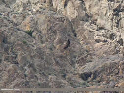 Image of Himalayan Griffon