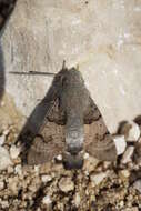 Image of humming-bird hawk moth