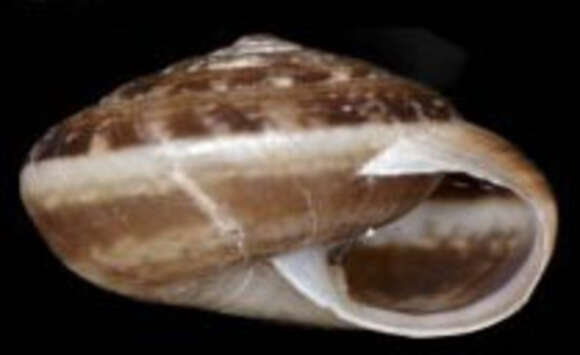 Image of Xeroplexa arrabidensis (Holyoak & Holyoak 2014)