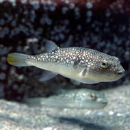 Image of Finepatterned Puffer