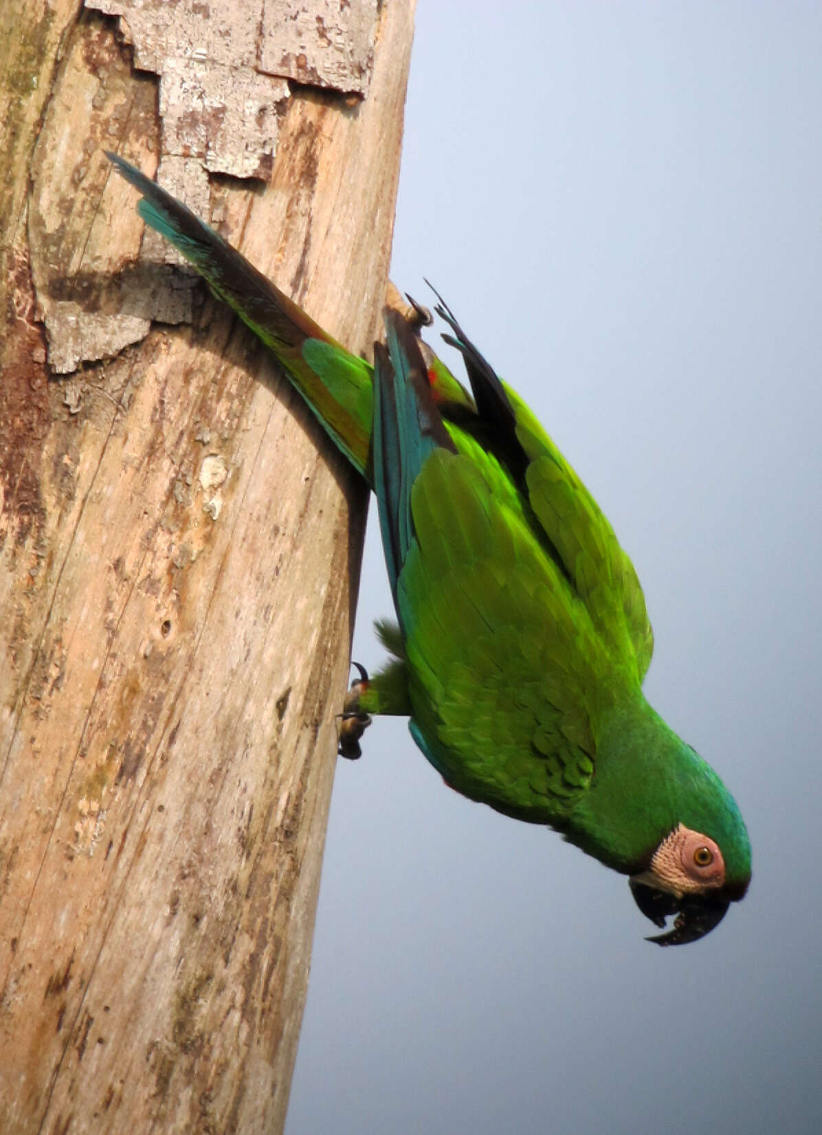 Image of Chestnut-fronted Macaw