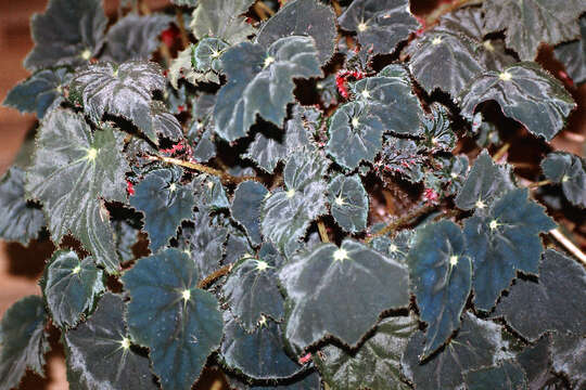 Image of Begonia bowerae Ziesenh.