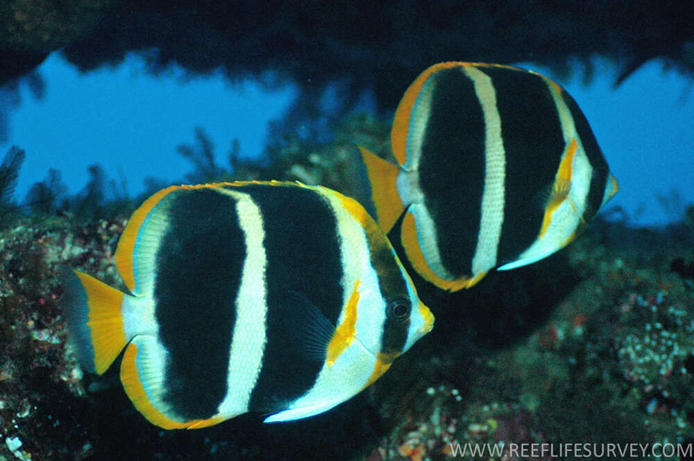 Image of Three-striped Butterflyfish