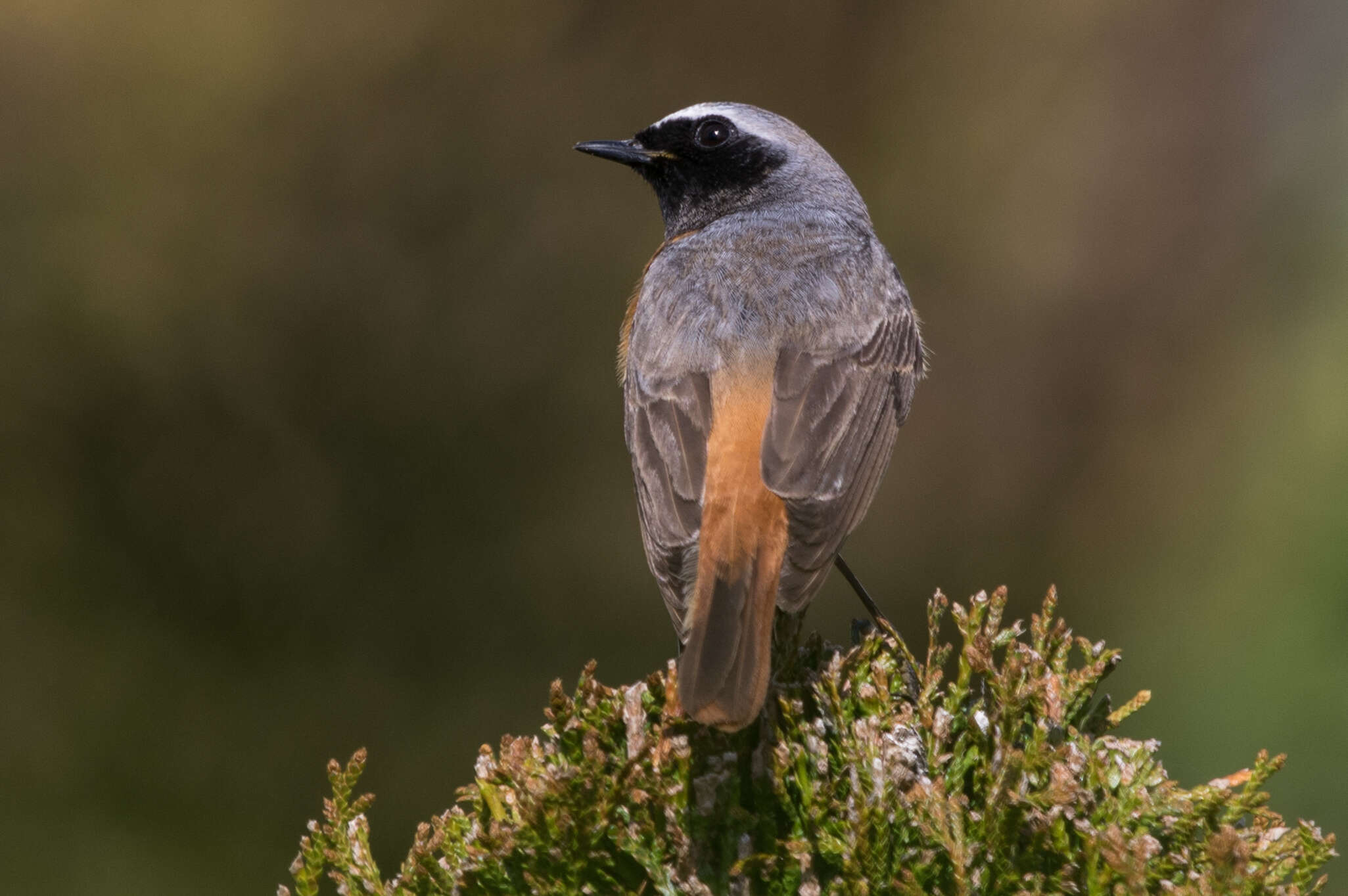 Image of Common Redstart