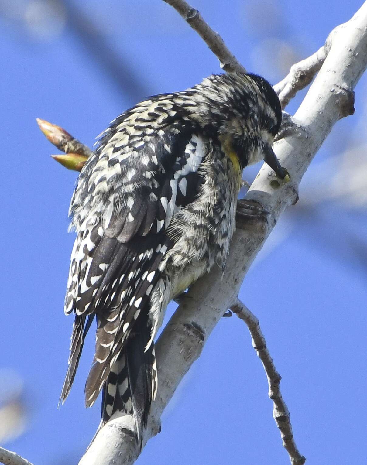 Image of Sapsucker