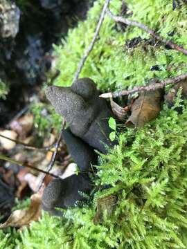 Imagem de Xylaria polymorpha (Pers.) Grev. 1824