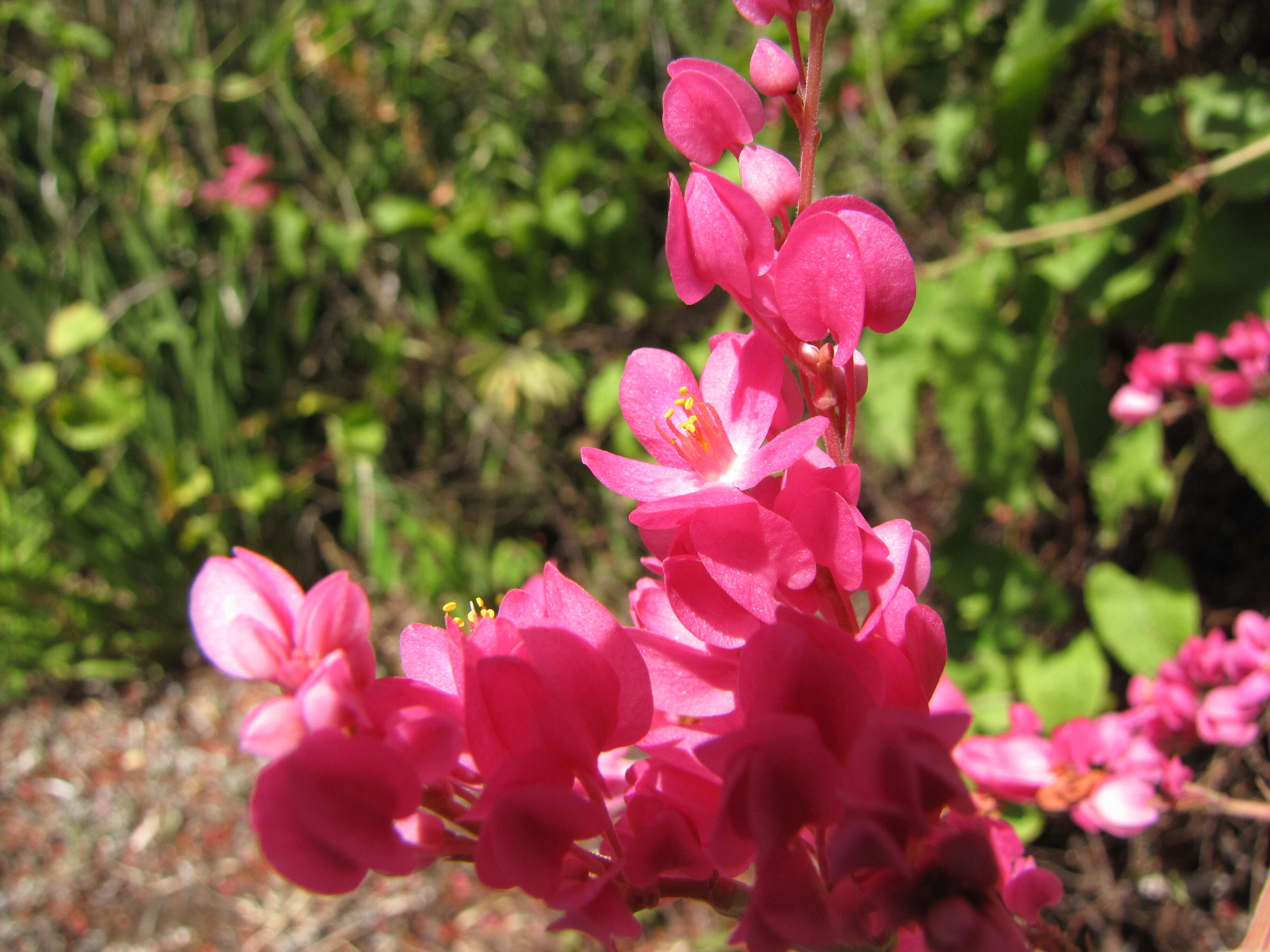 Image of antigonon