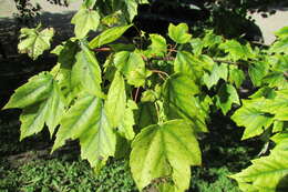 Image of Black Maple