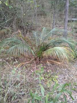 Image of Macrozamia mountperriensis F. M. Bailey