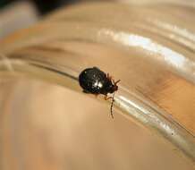 Image of Cabbage-stem flea beetle