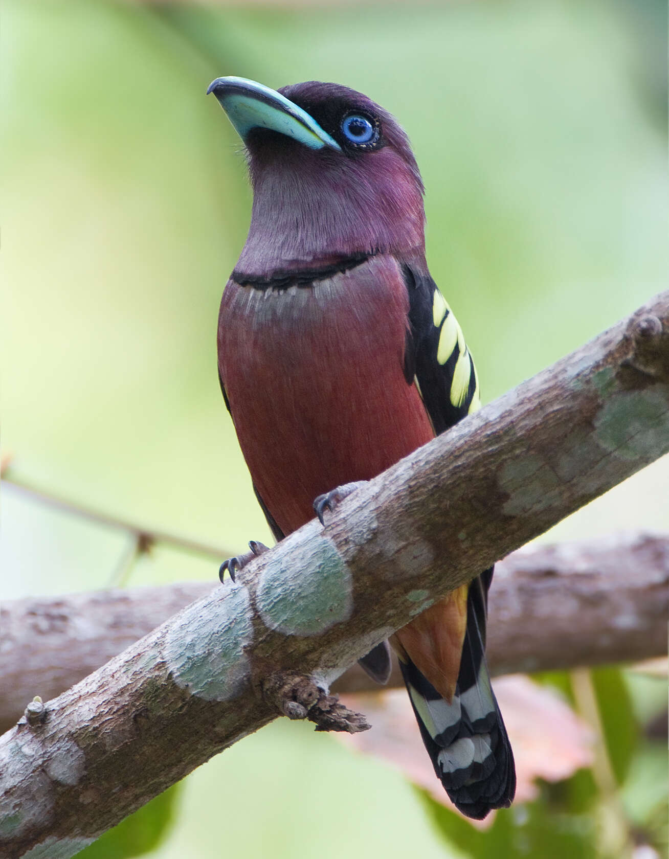 Image of Banded Broadbill