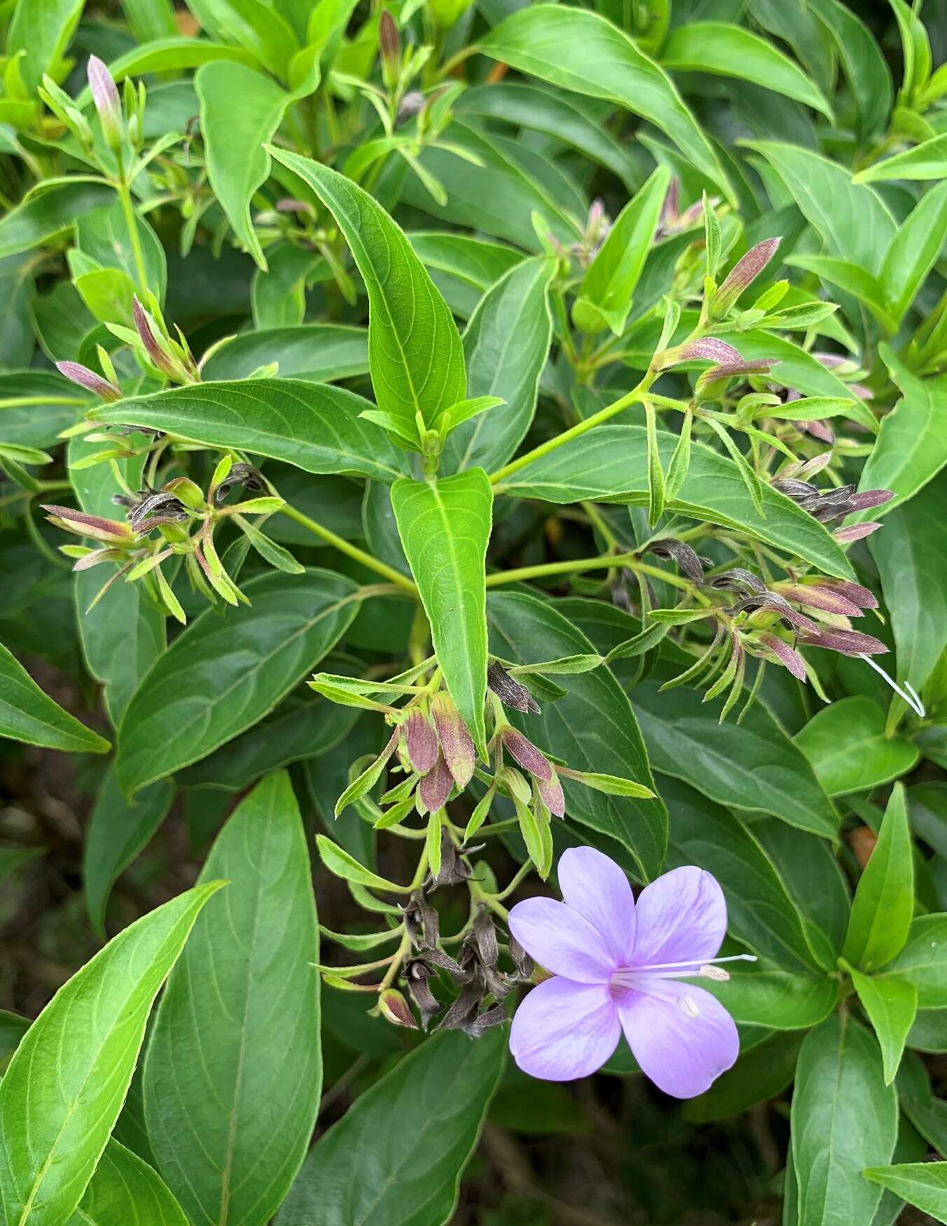 Plancia ëd Barleria observatrix J. Bosser & H. Heine