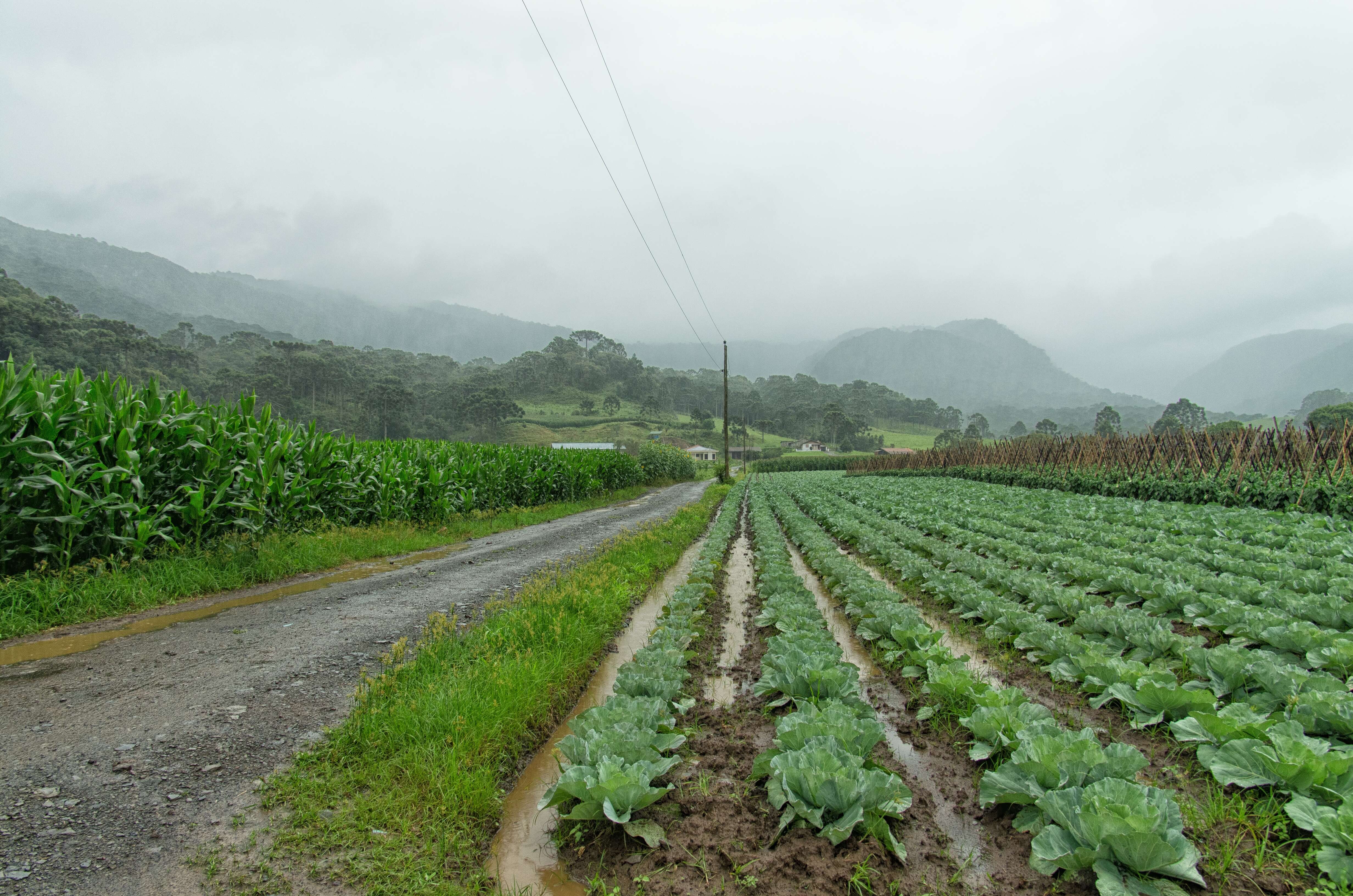 Image of cabbage