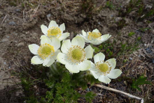 Image of white pasqueflower