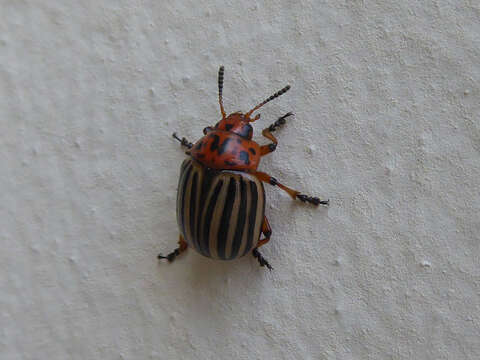 Image of Colorado potato beetle