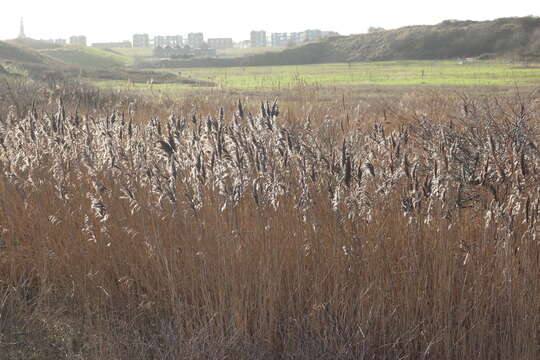 Image of common reed