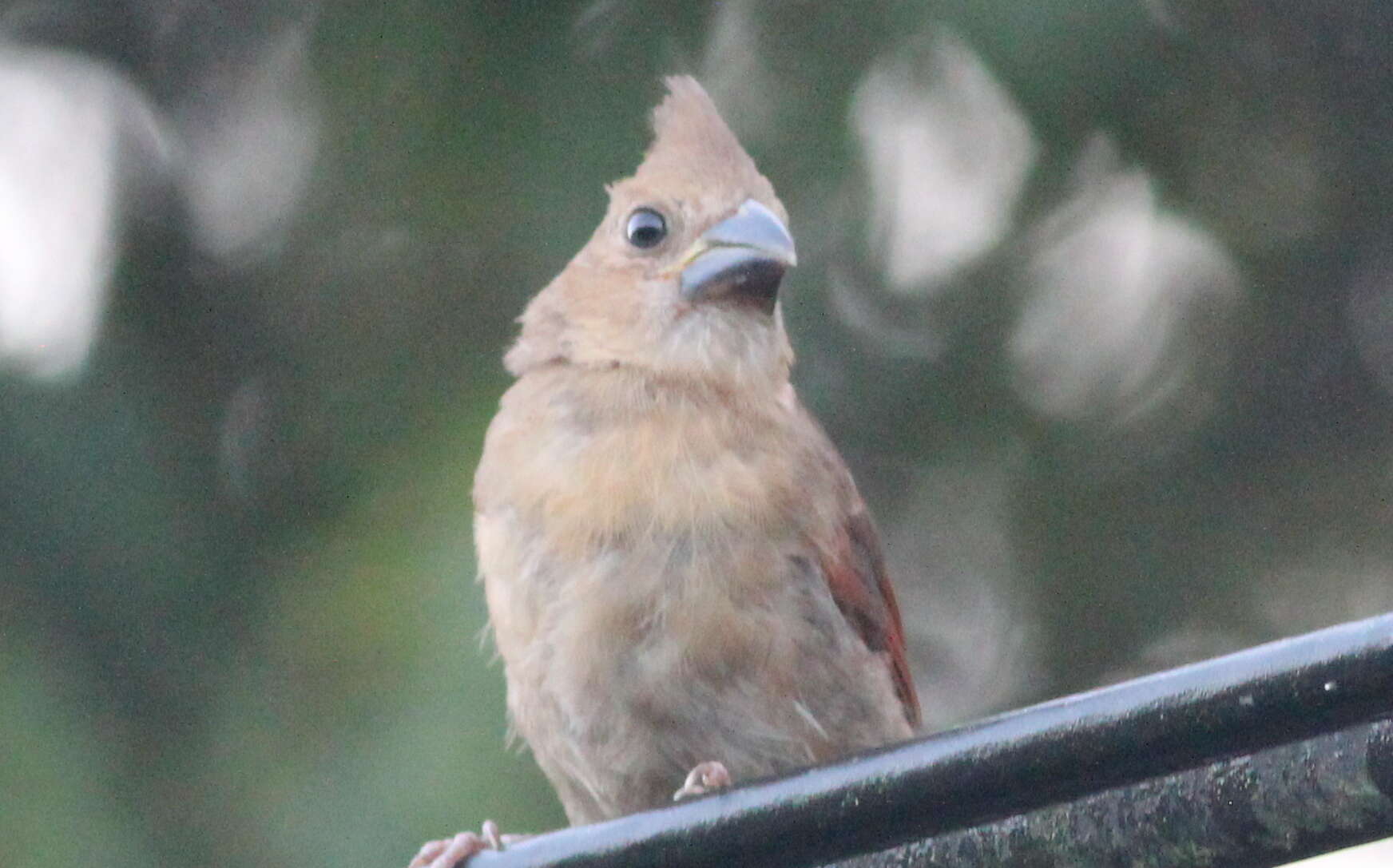 Image of Cardinalis Bonaparte 1838