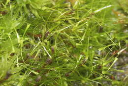 Image of denuded dicranodontium moss