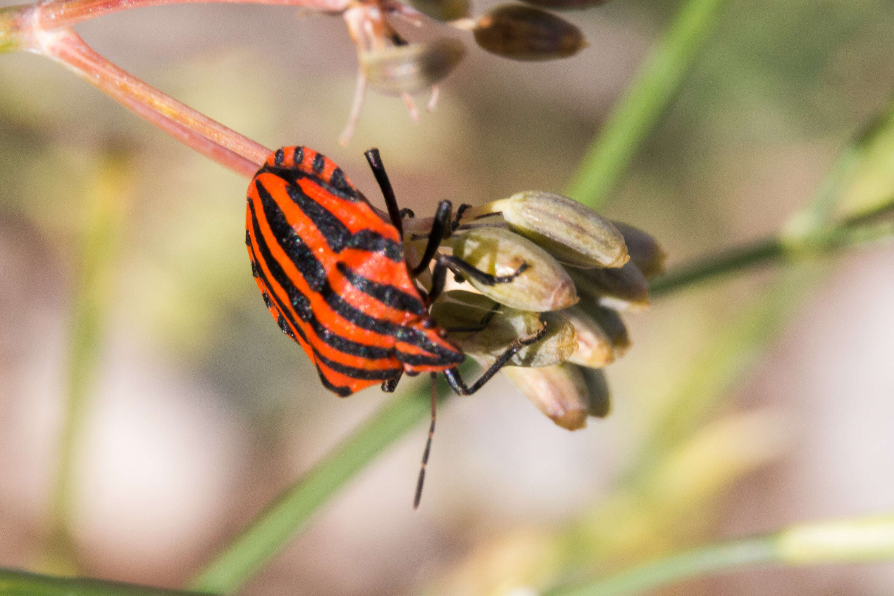 Image of <i>Graphosoma italicum</i>