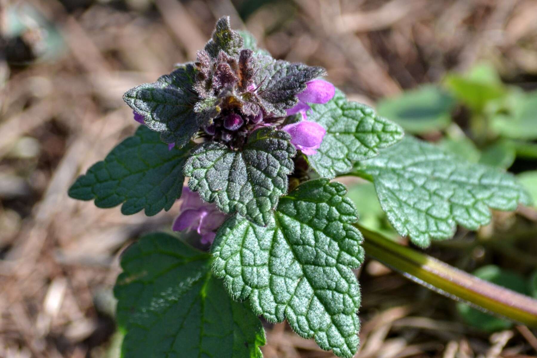 Image of purple archangel