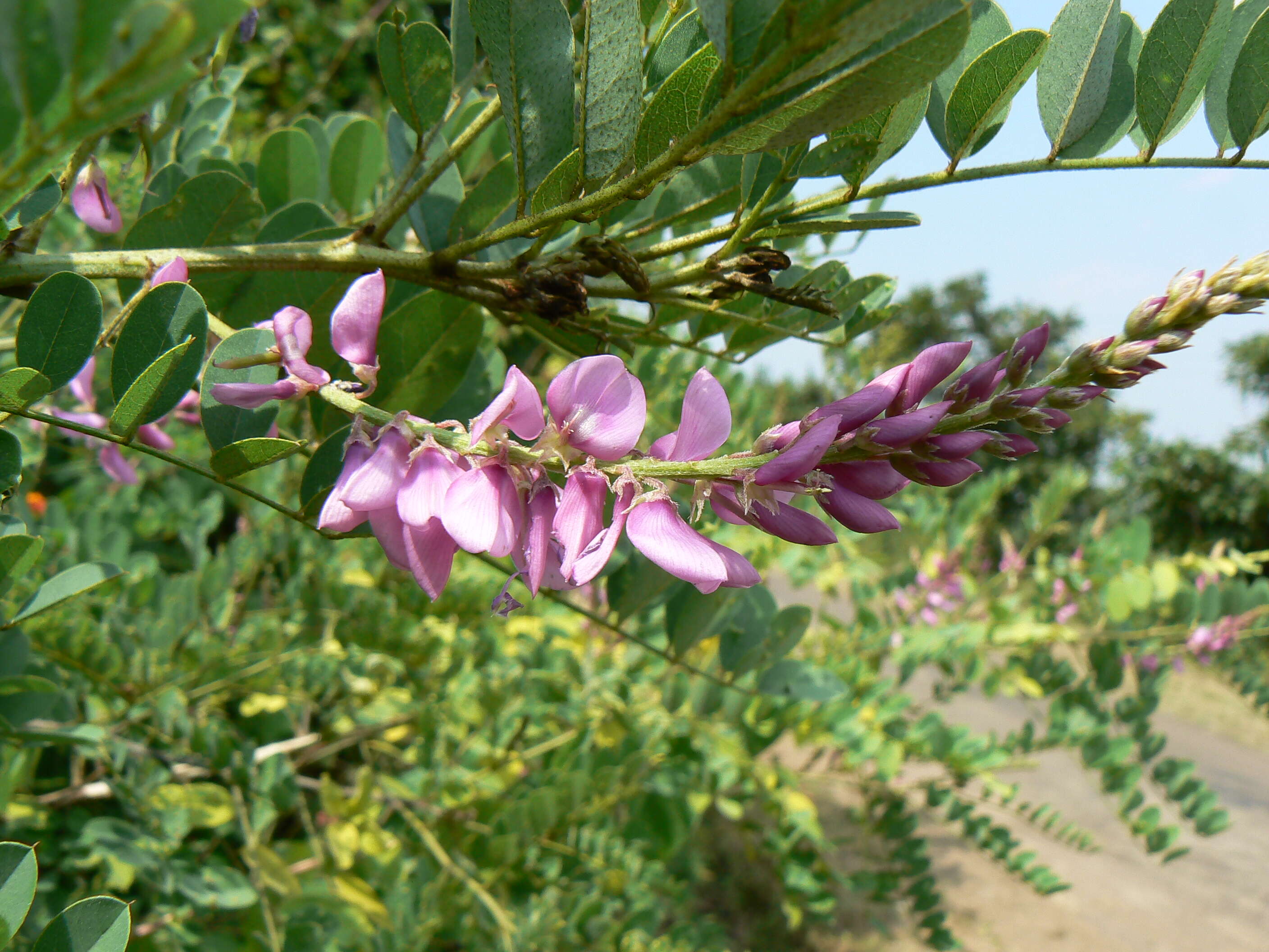 Imagem de Indigofera cassioides DC.