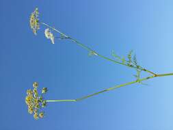 Image of Peucedanum palustre