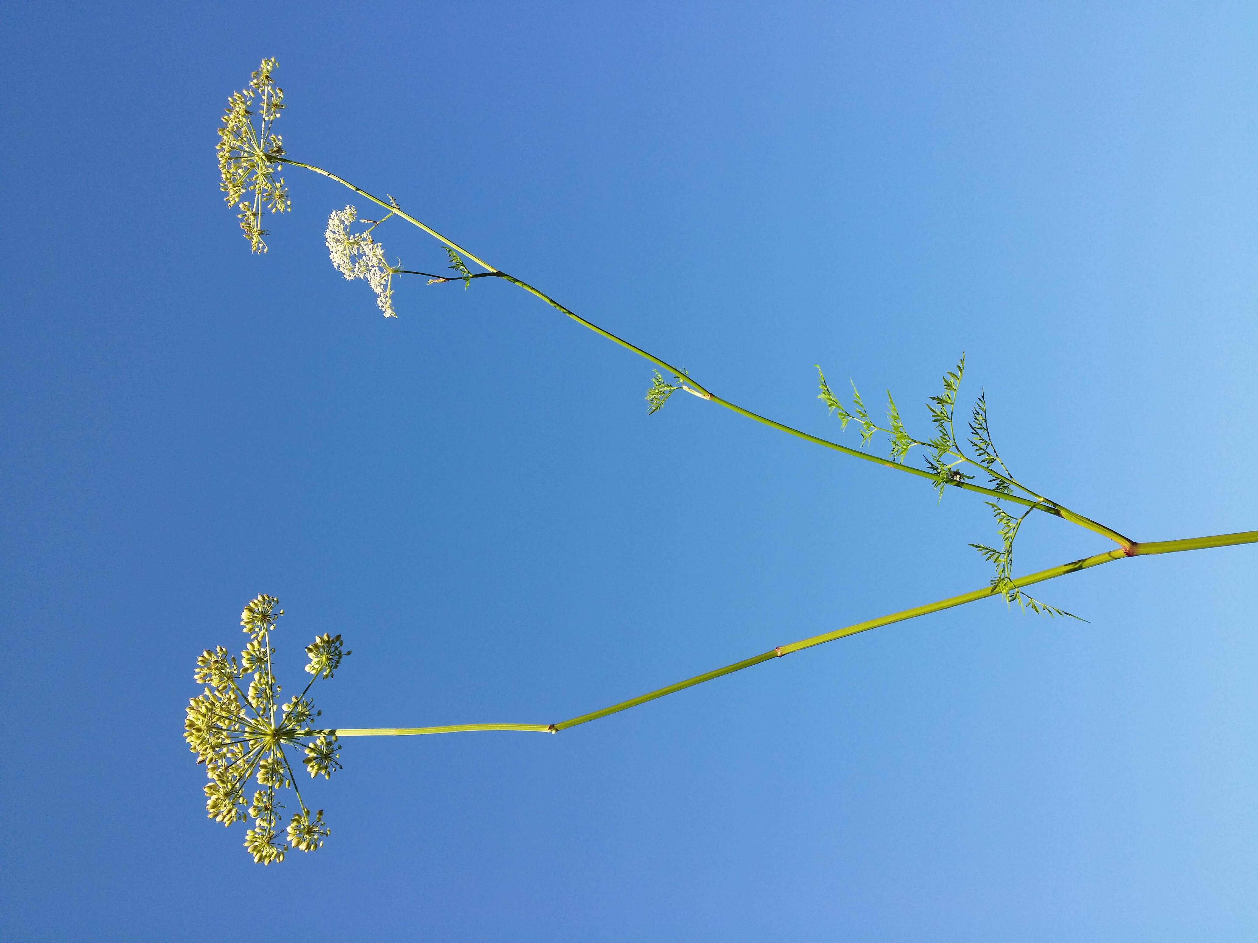 Imagem de Peucedanum palustre