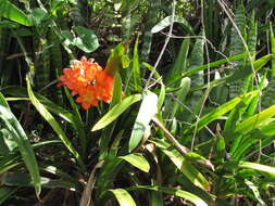 Imagem de Clivia