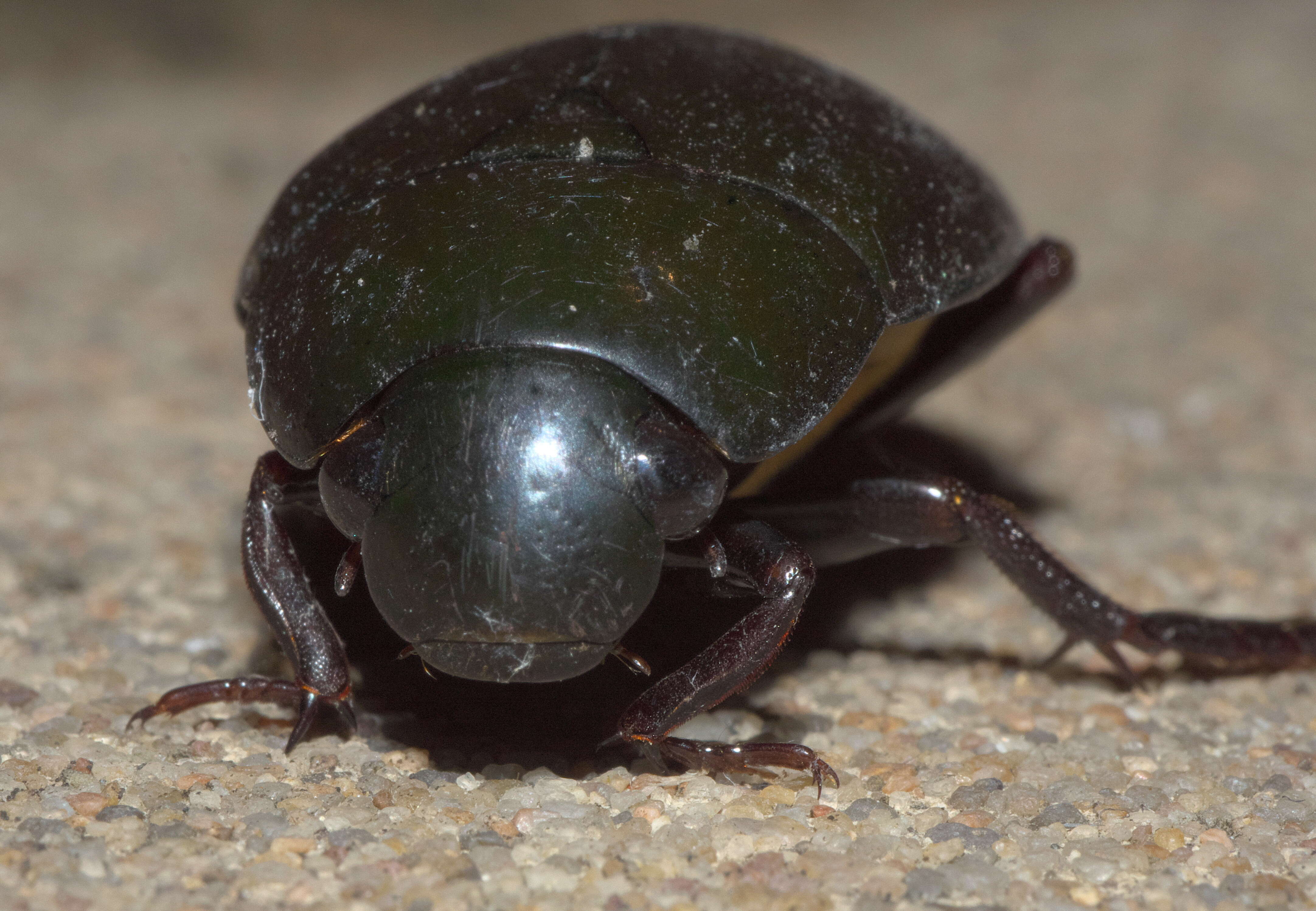 Image of Hydrophilus (Dibolocelus) ovatus Gemminger & Harold 1868