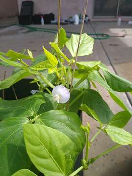 Image of blackeyed pea