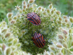 Image of <i>Graphosoma italicum</i>