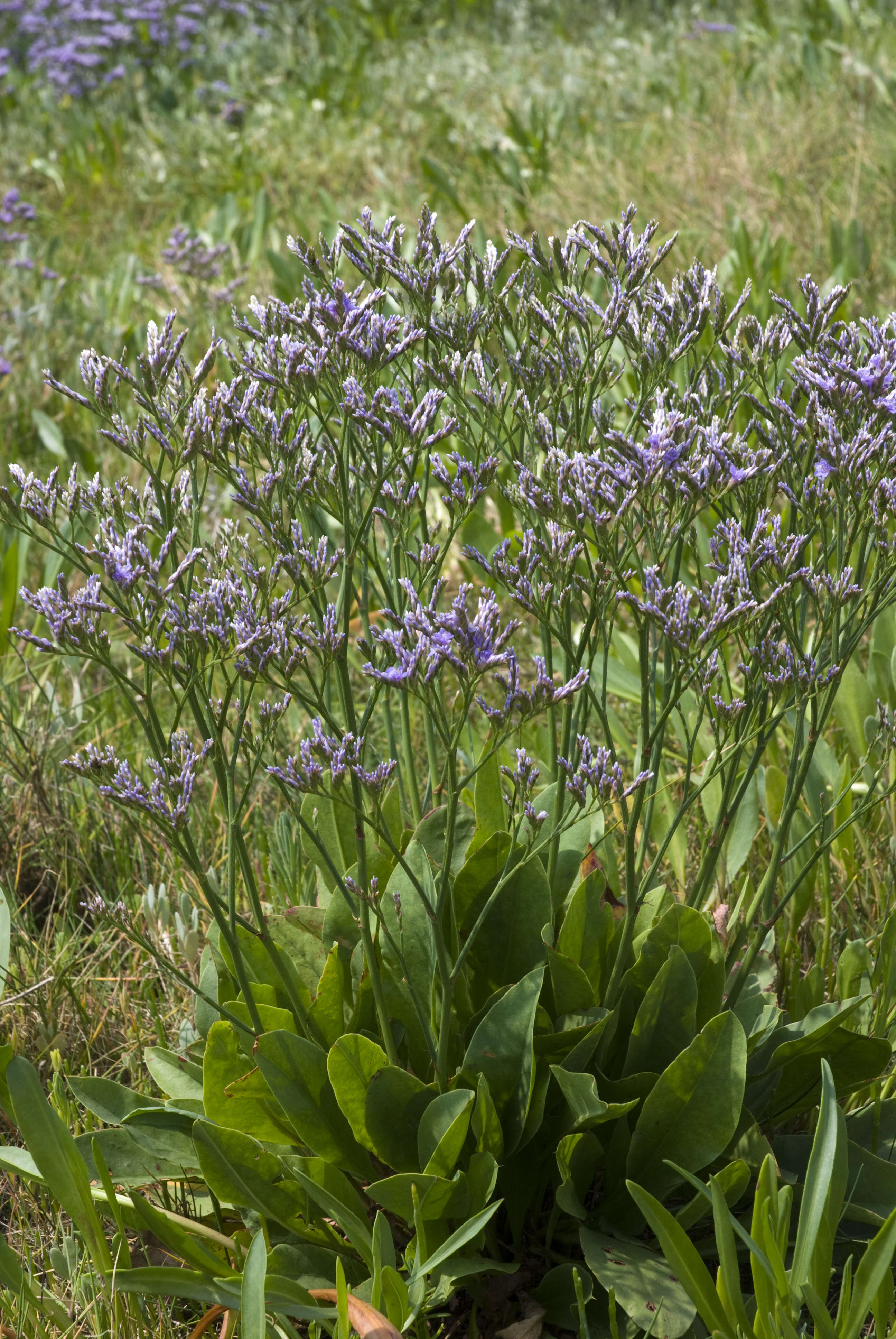 Image of Mediterranean sea lavender