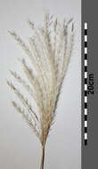 Imagem de Miscanthus sacchariflorus (Maxim.) Benth. & Hook. fil. ex Franch.