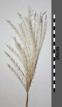 Imagem de Miscanthus sacchariflorus (Maxim.) Benth. & Hook. fil. ex Franch.