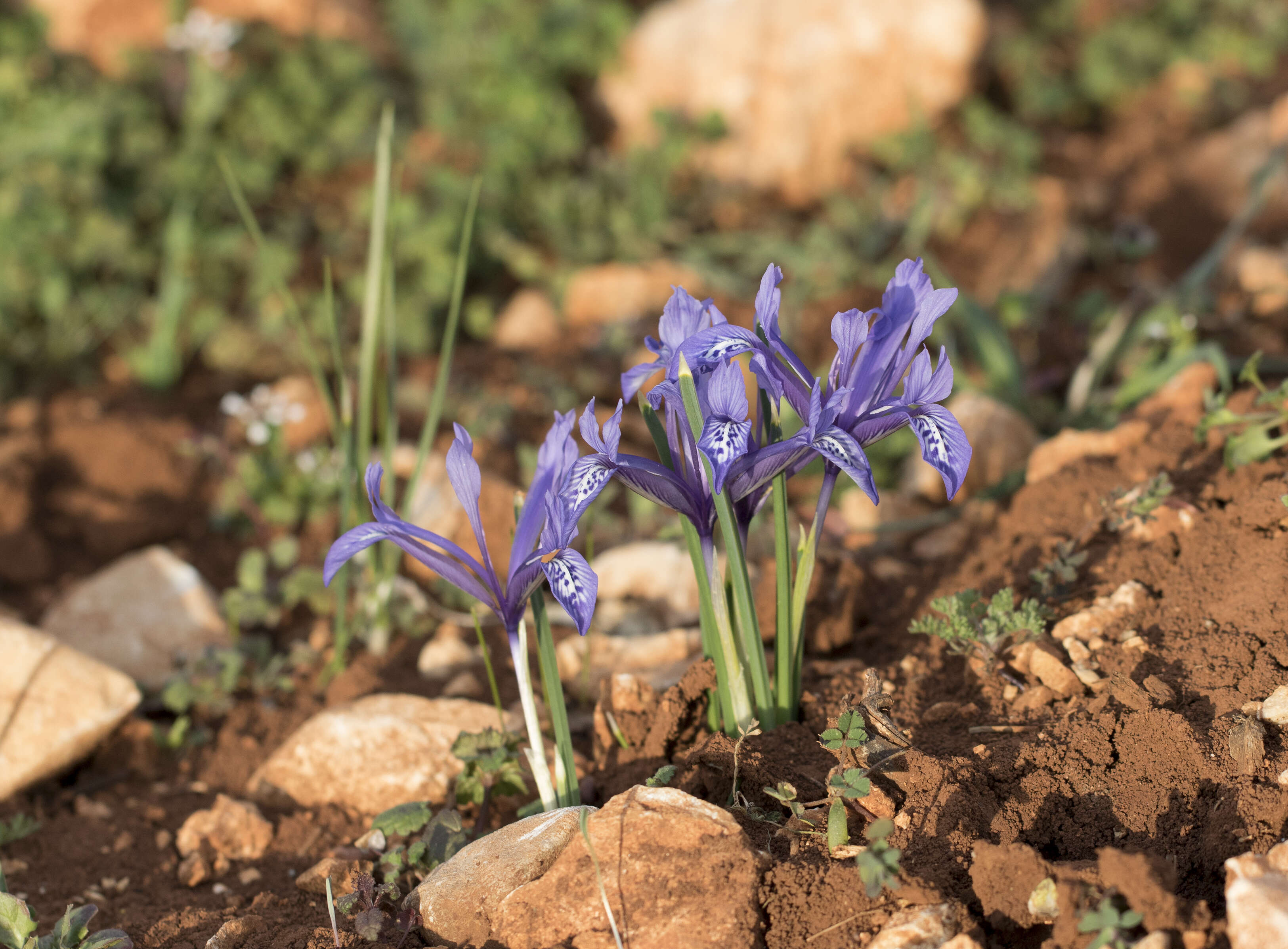 Image of Iris reticulata M. Bieb.