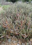 Image of Salicornia quinqueflora subsp. quinqueflora