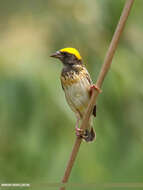 Image of Black-breasted Weaver