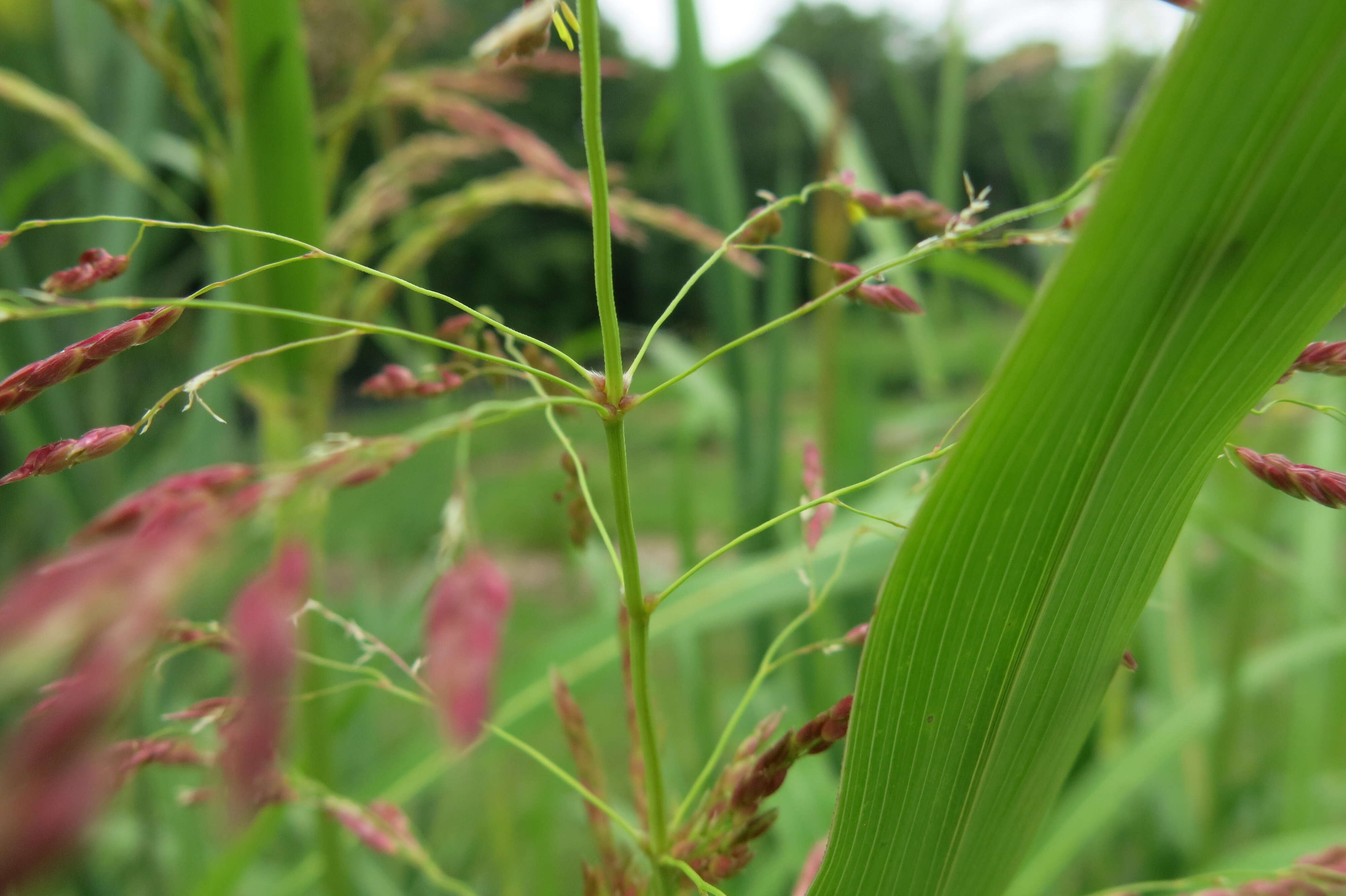 Image of Johnson grass