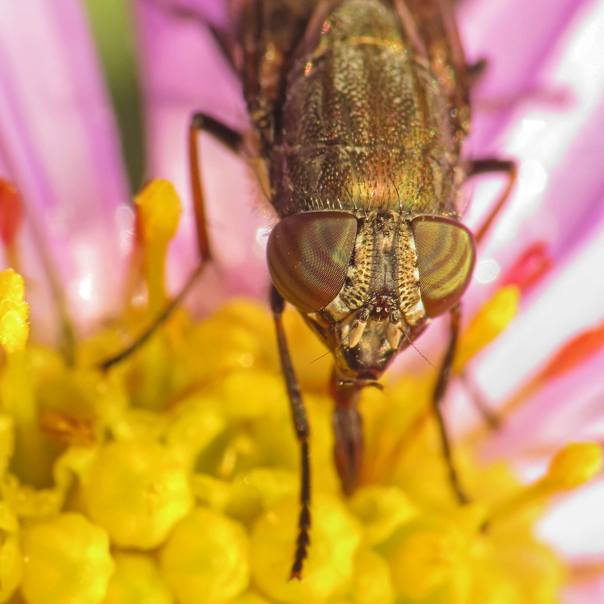 Stomorhina lunata (Fabricius 1805) resmi