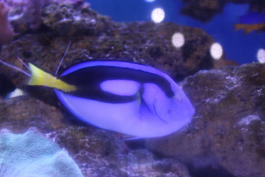 Image of Paracanthurus