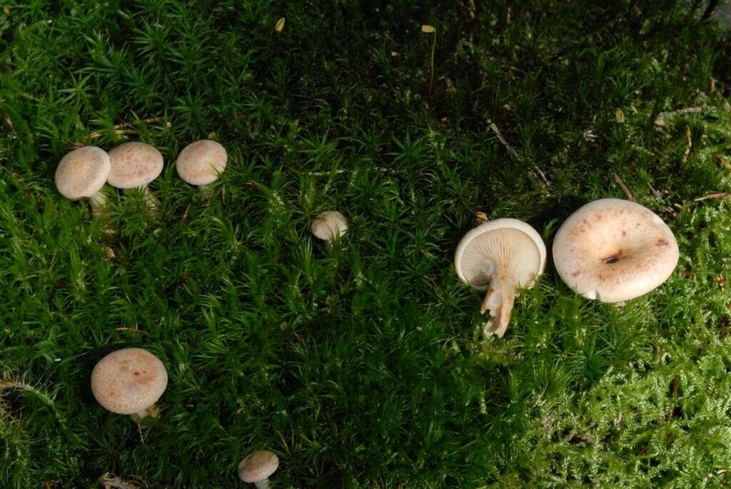 Image of Woolly Milkcap