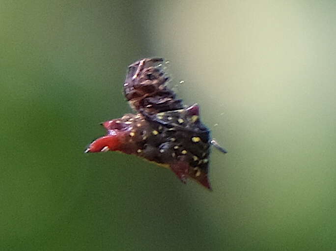 Image of Gasteracantha sturi (Doleschall 1857)