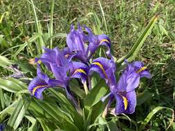 Imagem de Iris planifolia (Mill.) T. Durand & Schinz