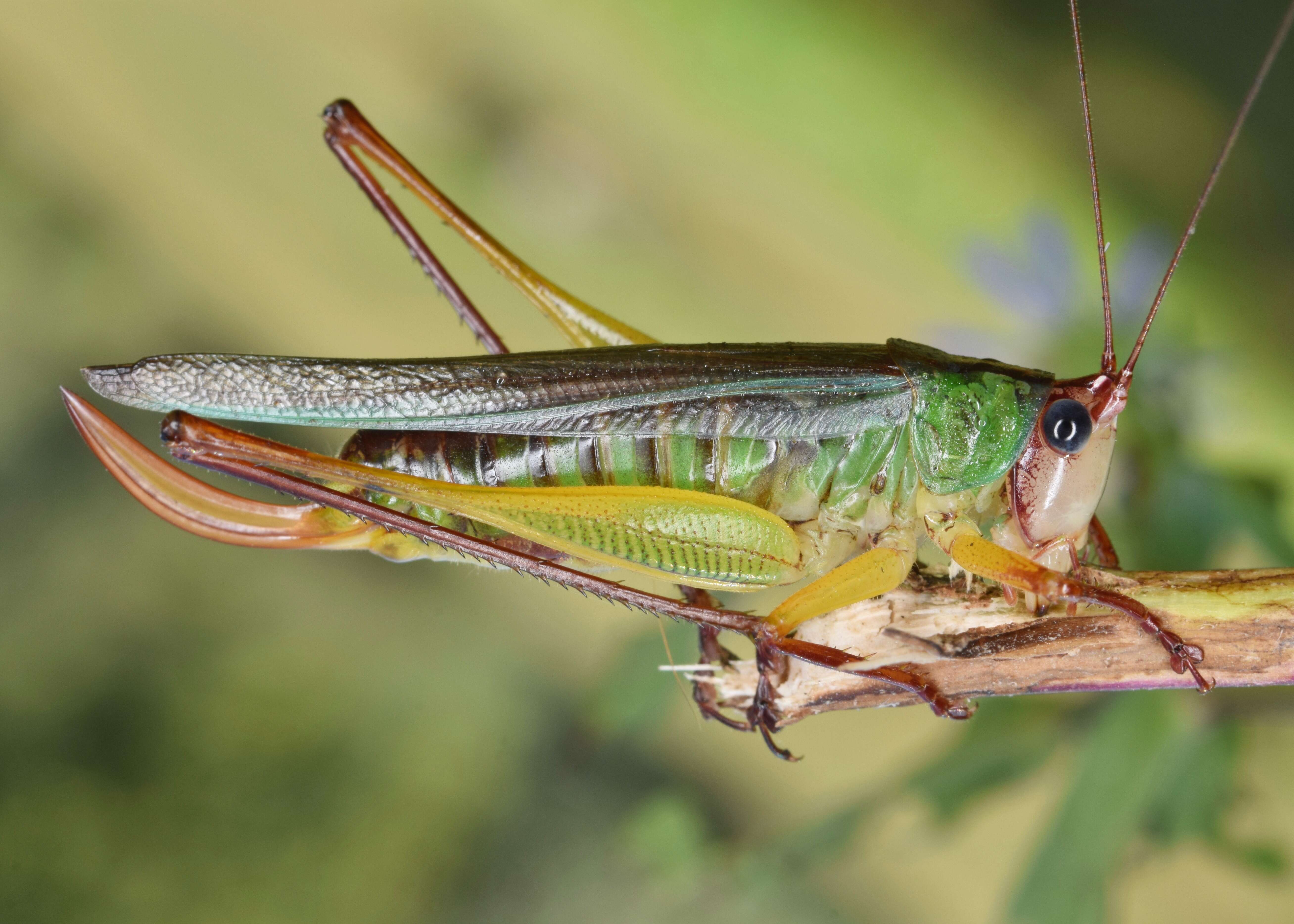 Image of Handsome Meadow Katydid