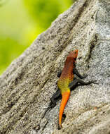 Image of Emperor Flat Lizard