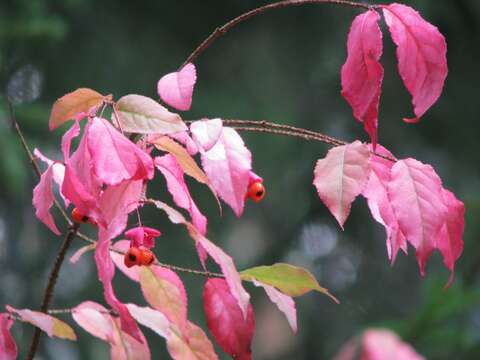 Image of Euonymus verrucosus Scop.