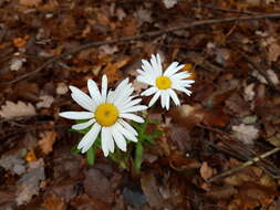 صورة Leucanthemum ircutianum (Turcz.) DC.